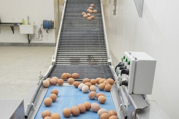 Eggs organized in a single file at the top of a conveyor belt, spreading out as they descend.