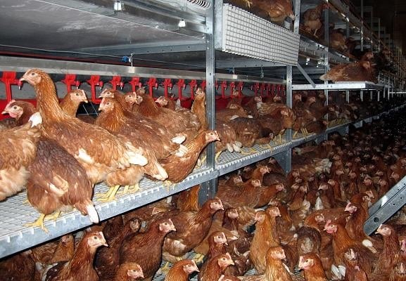 Large number of brown chickens in multi-tiered metal enclosures with feeding troughs inside a poultry farm.
