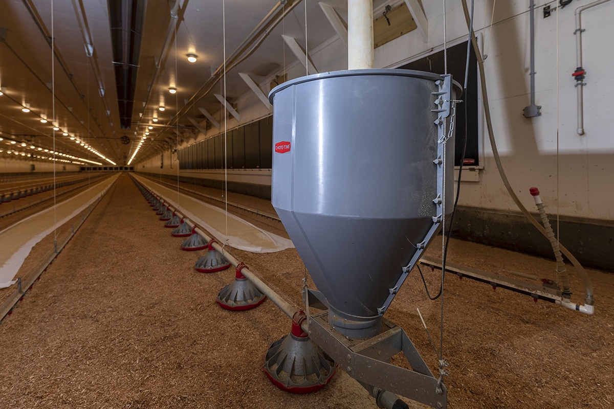 Interior with a central feeding system and multiple rows of setups for raising chickens.