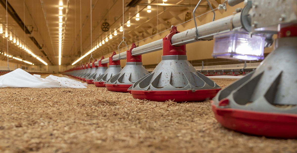 Interior of a poultry farm with automated feeding equipment and bedding material, showcasing modern agricultural practices.