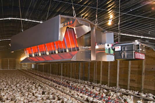 Eggs organized in a single file at the top of a conveyor belt, spreading out as they descend.