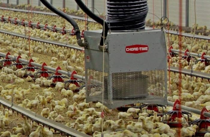 Chickens inside a poultry farm with a ‘CHORE-TIME’ feeding or environmental control system.