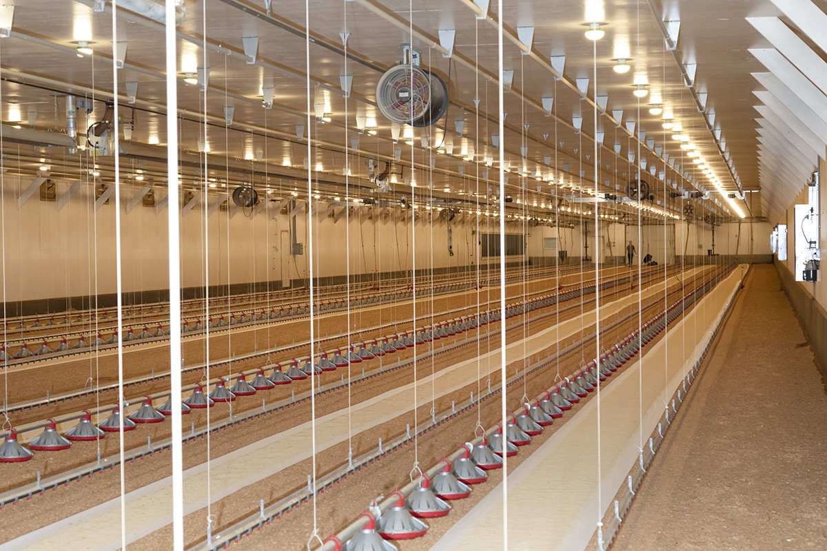 Multiple rows of enclosures with chickens, feeding troughs, water lines, and ventilation fans.