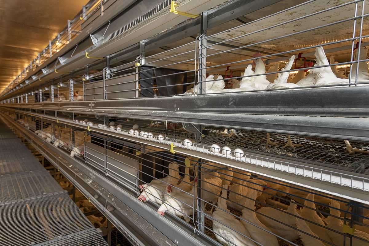 Multiple rows of caged laying hens in a commercial egg production facility with conveyor belts for egg collection.