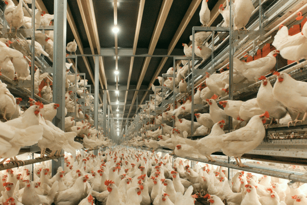 Large indoor space with multi-tiered metal shelving units housing white chickens in an industrial farming setup.