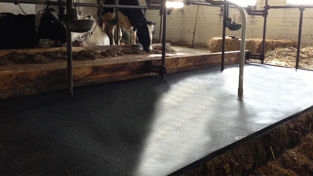 Row of black and white cows standing in stalls with straw bedding and a rubber mat floor