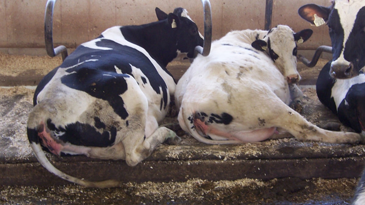 Two cows, one black with white patches and one white with black patches, lying down inside a barn.