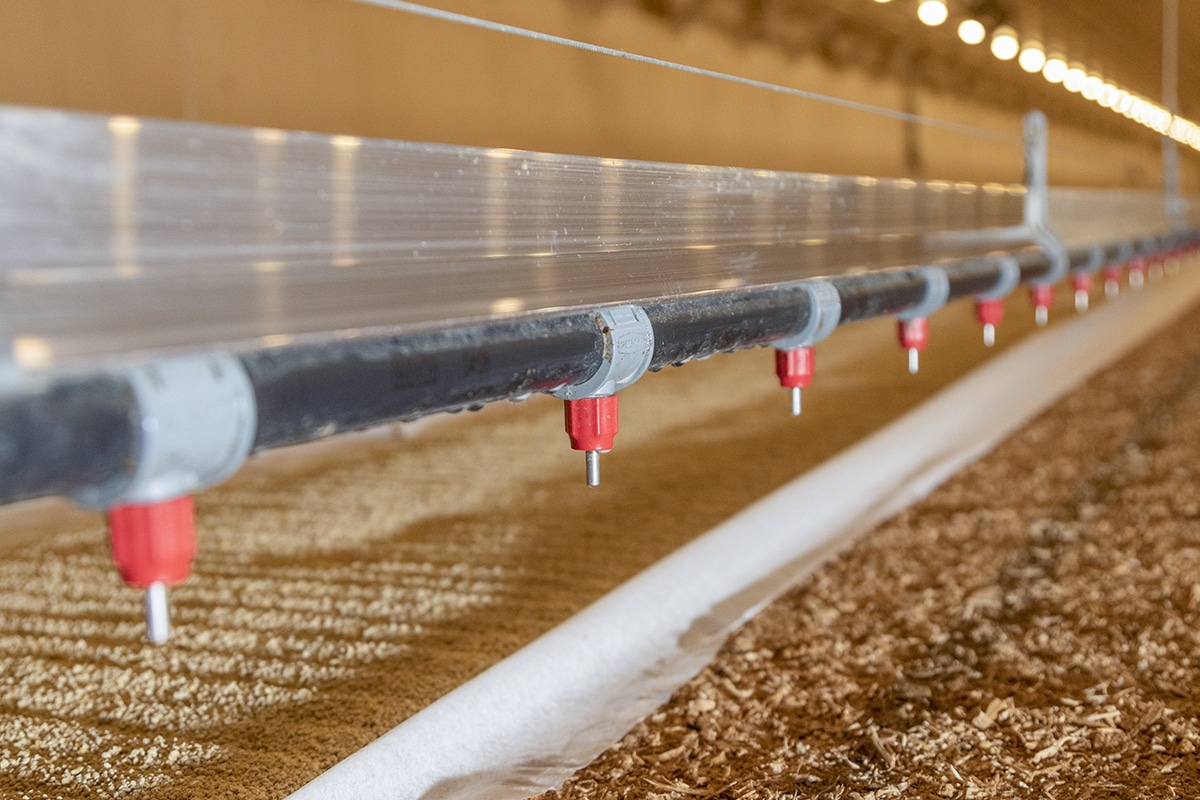 Close-up of a horizontal pipe with red nozzles in an agricultural setting, possibly for irrigation or livestock watering.