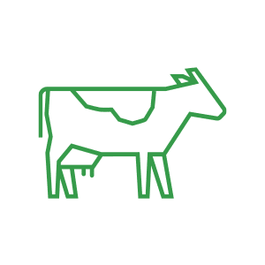 Green outline icon of a cow, representing livestock or dairy farming
