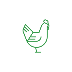 Simple line drawing of a chicken in green lines.